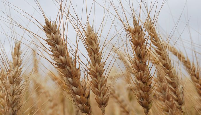 Foto: Divulgação/ Embrapa Chuvas são benéficas para produtores de trigo e cevada no Paraná, aponta boletim